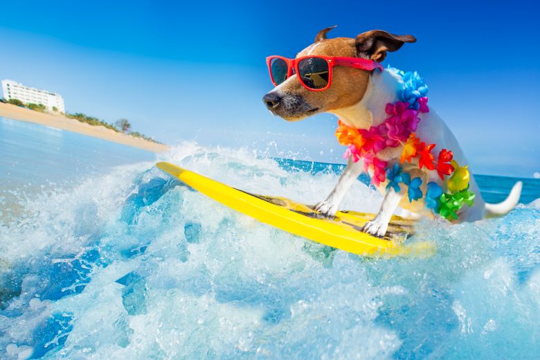 nyár kutya szörf